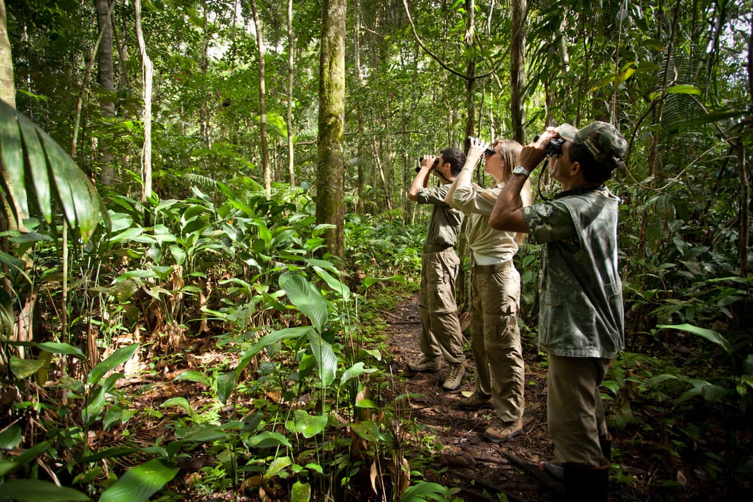 Três turistas em uma expedição na selva amazônica usando binóculos para observar a vida selvagem em meio a árvores gigantes. Três turistas em uma expedição na selva amazônica usando binóculos para observar a vida selvagem em meio a árvores gigantes.