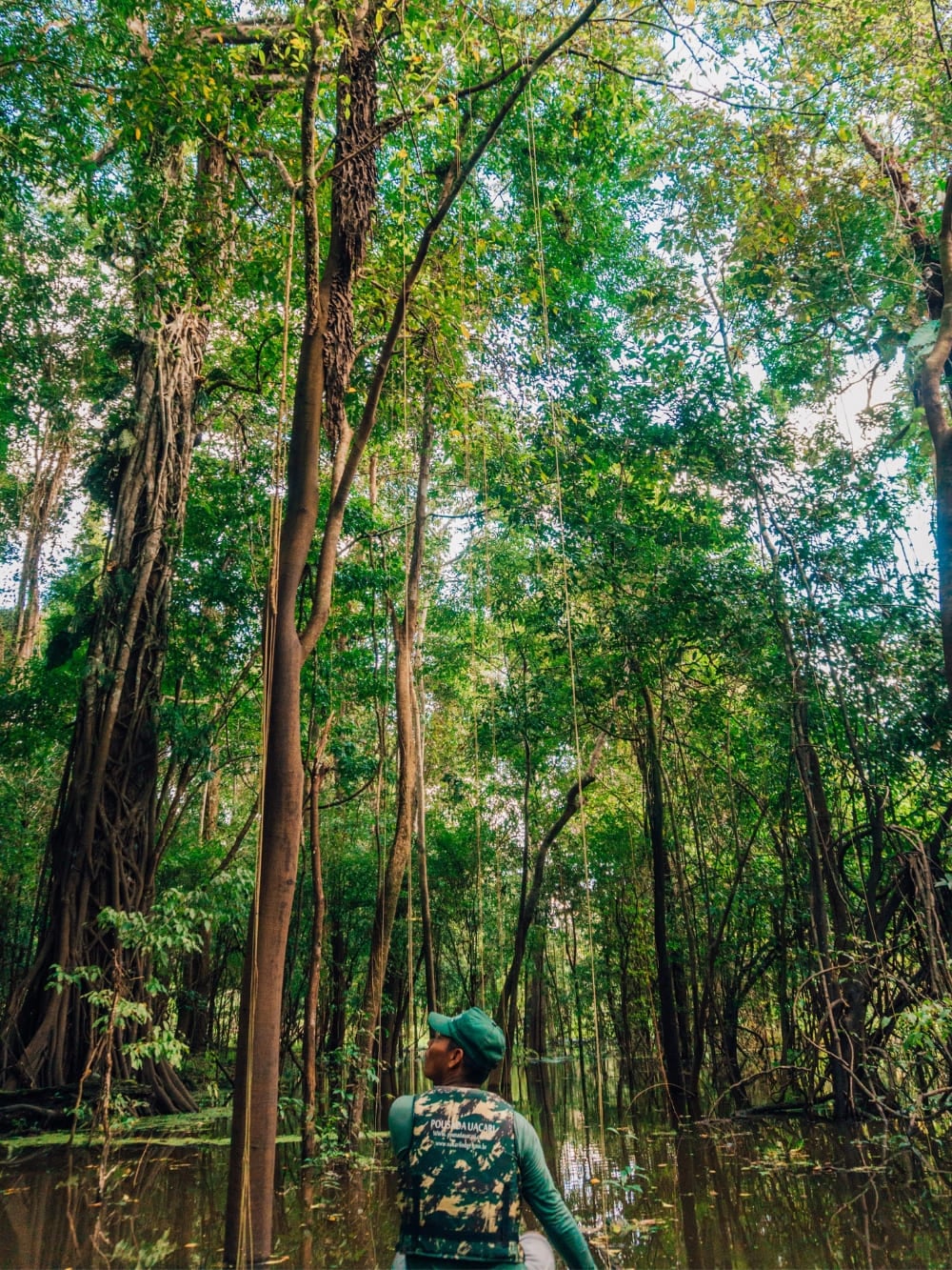 Um guia olhando para as árvores enquanto caminha pela água em uma área de floresta inundada da Amazônia. Um guia olhando para as árvores enquanto caminha pela água em uma área de floresta inundada da Amazônia.