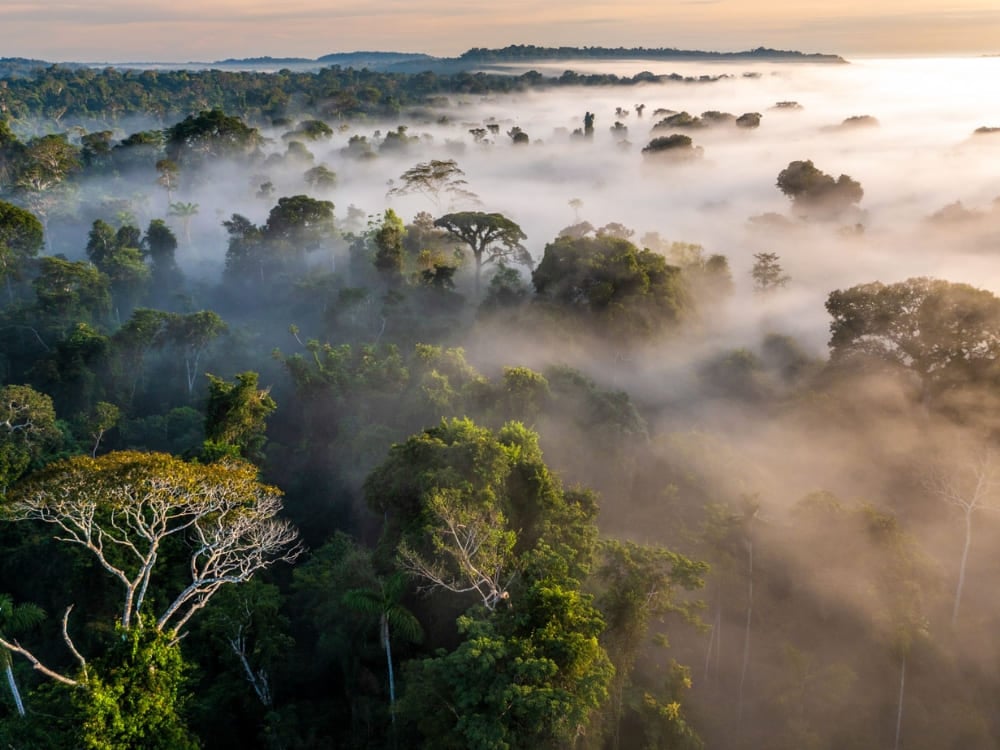 Un sanctuaire pour la biodiversité et un symbole du tourisme durable : Réserve écologique Cristalino Voyage durable : comment pouvons-nous protéger la forêt amazonienne
