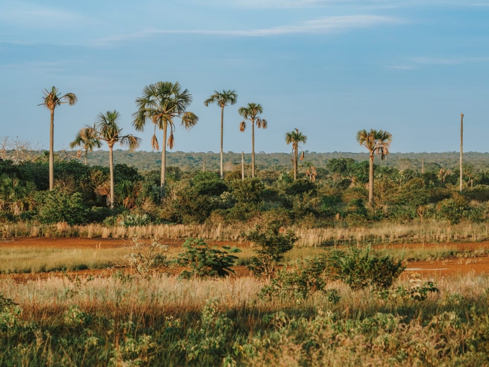 How to visit the Cerrado in Brazil How to visit the Cerrado in Brazil