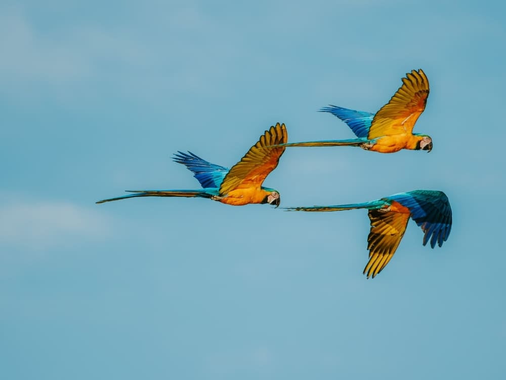How to visit the Cerrado in Brazil? - Blue Araras How to visit the Cerrado in Brazil? - Blue Araras