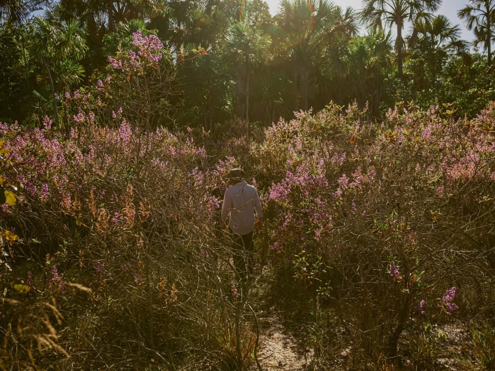 How to visit the Cerrado in Brazil? How to visit the Cerrado in Brazil?