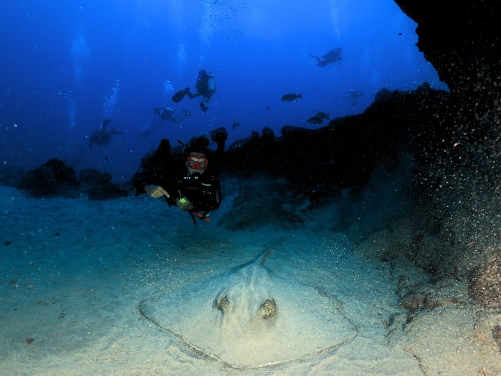 Um mergulhador experiente flutua acima do fundo arenoso do oceano perto de uma arraia descansando em um ponto de mergulho em Fernando de Noronha. Um mergulhador experiente flutua acima do fundo arenoso do oceano perto de uma arraia descansando em um ponto de mergulho em Fernando de Noronha.