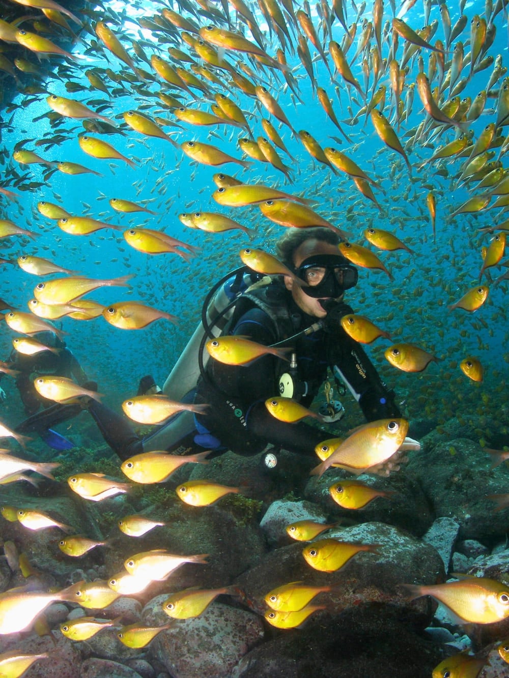 Um mergulhador autônomo explora a vibrante vida marinha do Brasil, completamente cercado por um enorme cardume de peixes amarelos brilhantes. Um mergulhador autônomo explora a vibrante vida marinha do Brasil, completamente cercado por um enorme cardume de peixes amarelos brilhantes.
