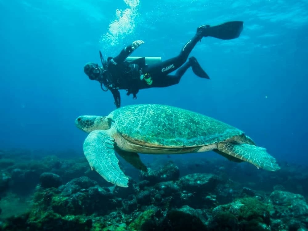 Um mergulhador autônomo observa uma grande tartaruga-verde nadando sobre uma paisagem rochosa subaquática durante um mergulho em Fernando de Noronha. Um mergulhador autônomo observa uma grande tartaruga-verde nadando sobre uma paisagem rochosa subaquática durante um mergulho em Fernando de Noronha.
