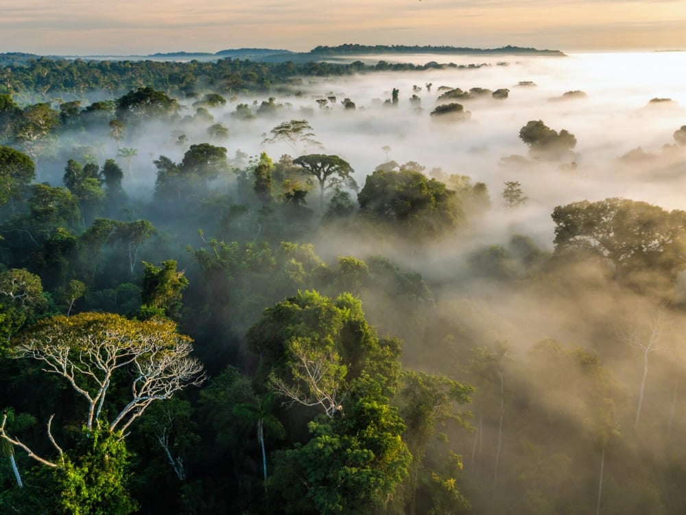 Luchtscène van het bladerdak in de dichte jungle, bedekt met dikke ochtendmist en nevel. Luchtscène van het bladerdak in de dichte jungle, bedekt met dikke ochtendmist en nevel.