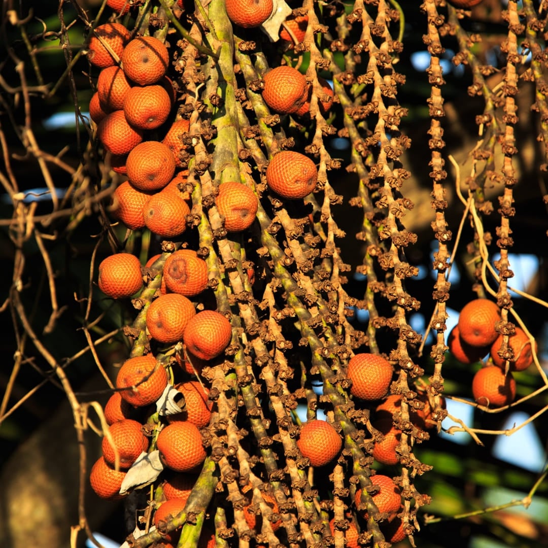 Cachos de frutos de palmeira laranja e vermelho brilhantes pendurados em uma árvore, ilustrando a flora abundante da Floresta Amazônica. Cachos de frutos de palmeira laranja e vermelho brilhantes pendurados em uma árvore, ilustrando a flora abundante da Floresta Amazônica.