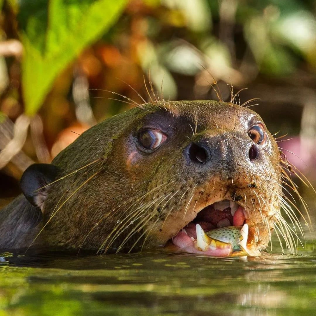Uma Ariranha, símbolo da vida selvagem da Amazônia, nadando na água enquanto come um peixe. Uma Ariranha, símbolo da vida selvagem da Amazônia, nadando na água enquanto come um peixe.