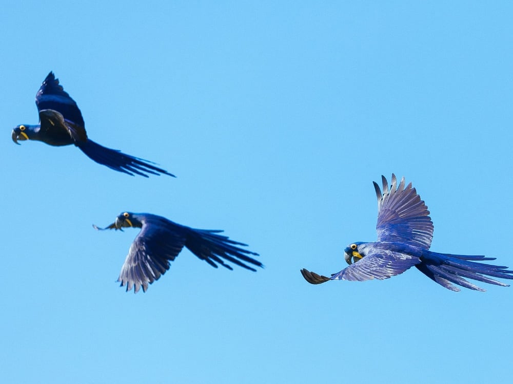 Três vibrantes araras-azuis voam juntas contra um céu azul claro. Três vibrantes araras-azuis voam juntas contra um céu azul claro.