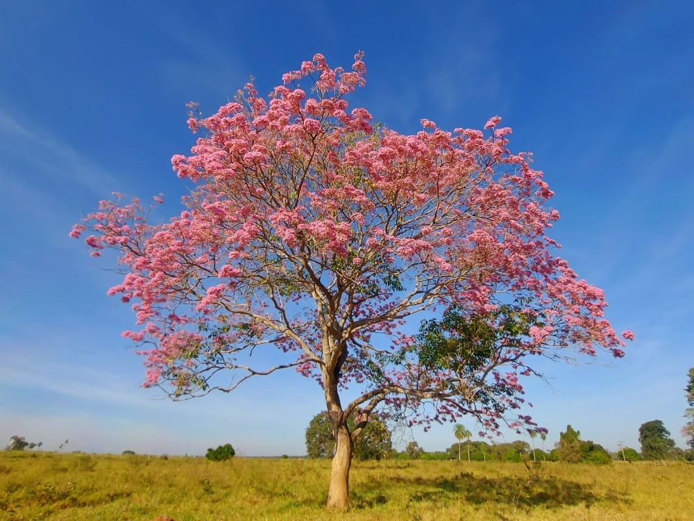 Um grande Ipê Rosa está em plena floração em um campo, destacando a beleza da flora do Pantanal. Um grande Ipê Rosa está em plena floração em um campo, destacando a beleza da flora do Pantanal.