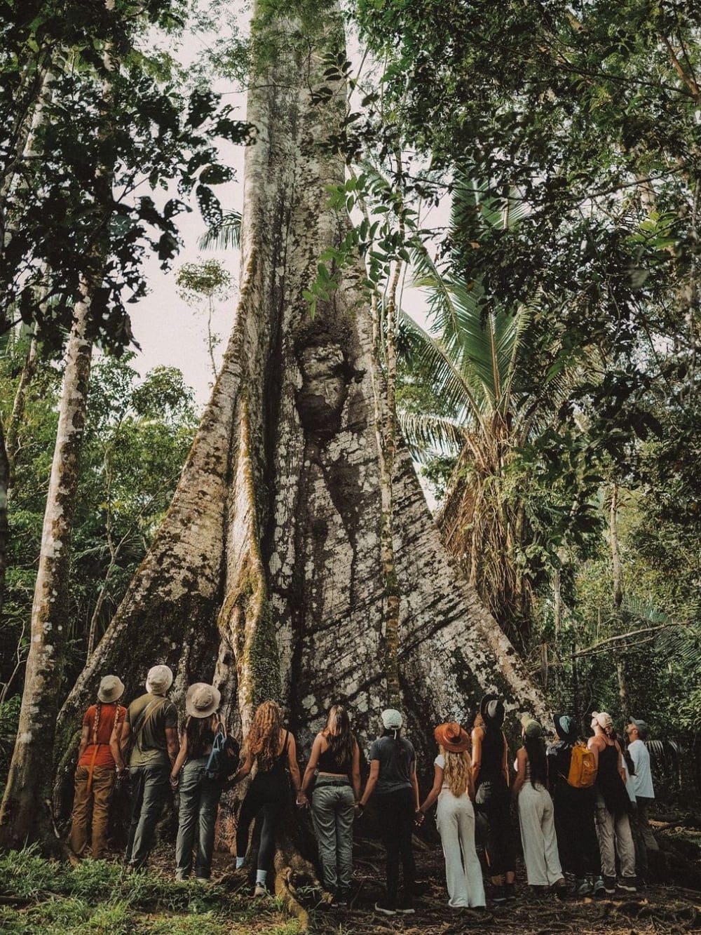 Um grande grupo de turistas de mãos dadas para cercar o tronco maciço de uma árvore Sumaúma, conhecida como a Rainha da Amazônia. Um grande grupo de turistas de mãos dadas para cercar o tronco maciço de uma árvore Sumaúma, conhecida como a Rainha da Amazônia.