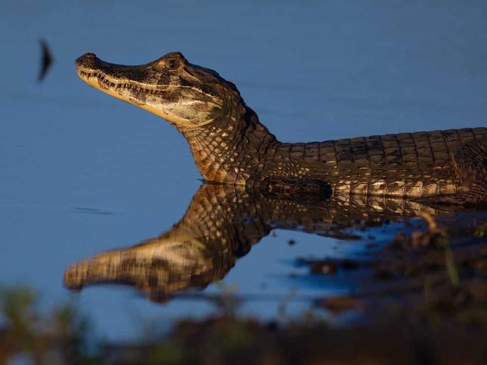 A cabeça de um jacaré-do-pantanal emerge da água azul, uma visão comum na vida selvagem do Pantanal. A cabeça de um jacaré-do-pantanal emerge da água azul, uma visão comum na vida selvagem do Pantanal.