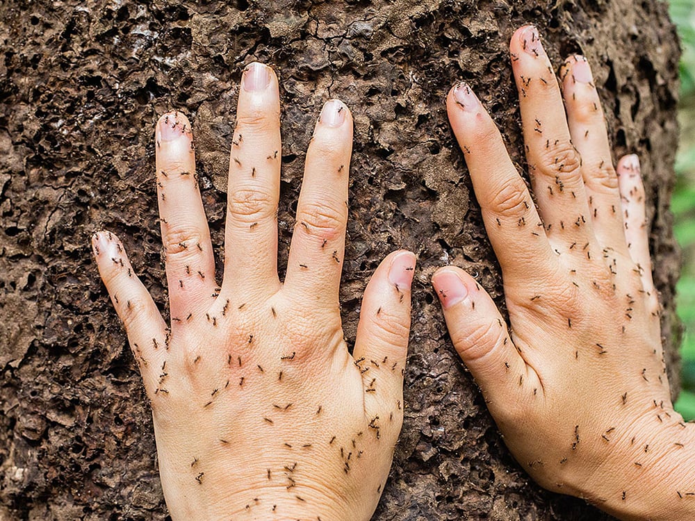 Duas mãos colocadas em um tronco de árvore coberto de pequenas formigas, destacando a diversidade de vida de insetos no ecossistema amazônico. Duas mãos colocadas em um tronco de árvore coberto de pequenas formigas, destacando a diversidade de vida de insetos no ecossistema amazônico.