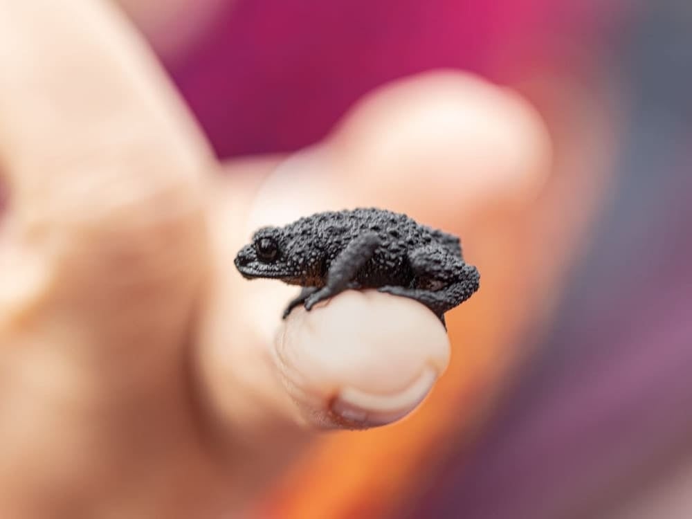 Monte Roraima Frosch Monte Roraima Frosch
