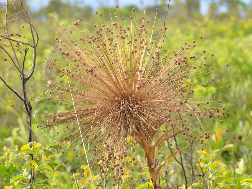Eine Nahaufnahme von Capim-Dourado auf dem Feld, dem berühmten goldenen Gras von Jalapão mit Stängeln, die wie Metall glänzen. Eine Nahaufnahme von Capim-Dourado auf dem Feld, dem berühmten goldenen Gras von Jalapão mit Stängeln, die wie Metall glänzen.