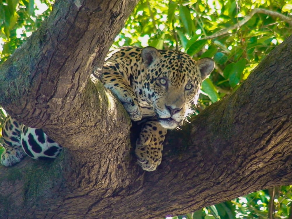 Jaguar se reposant confortablement sur une épaisse branche d'arbre dans les zones humides du Pantanal brésilien. Jaguar se reposant confortablement sur une épaisse branche d'arbre dans les zones humides du Pantanal brésilien.