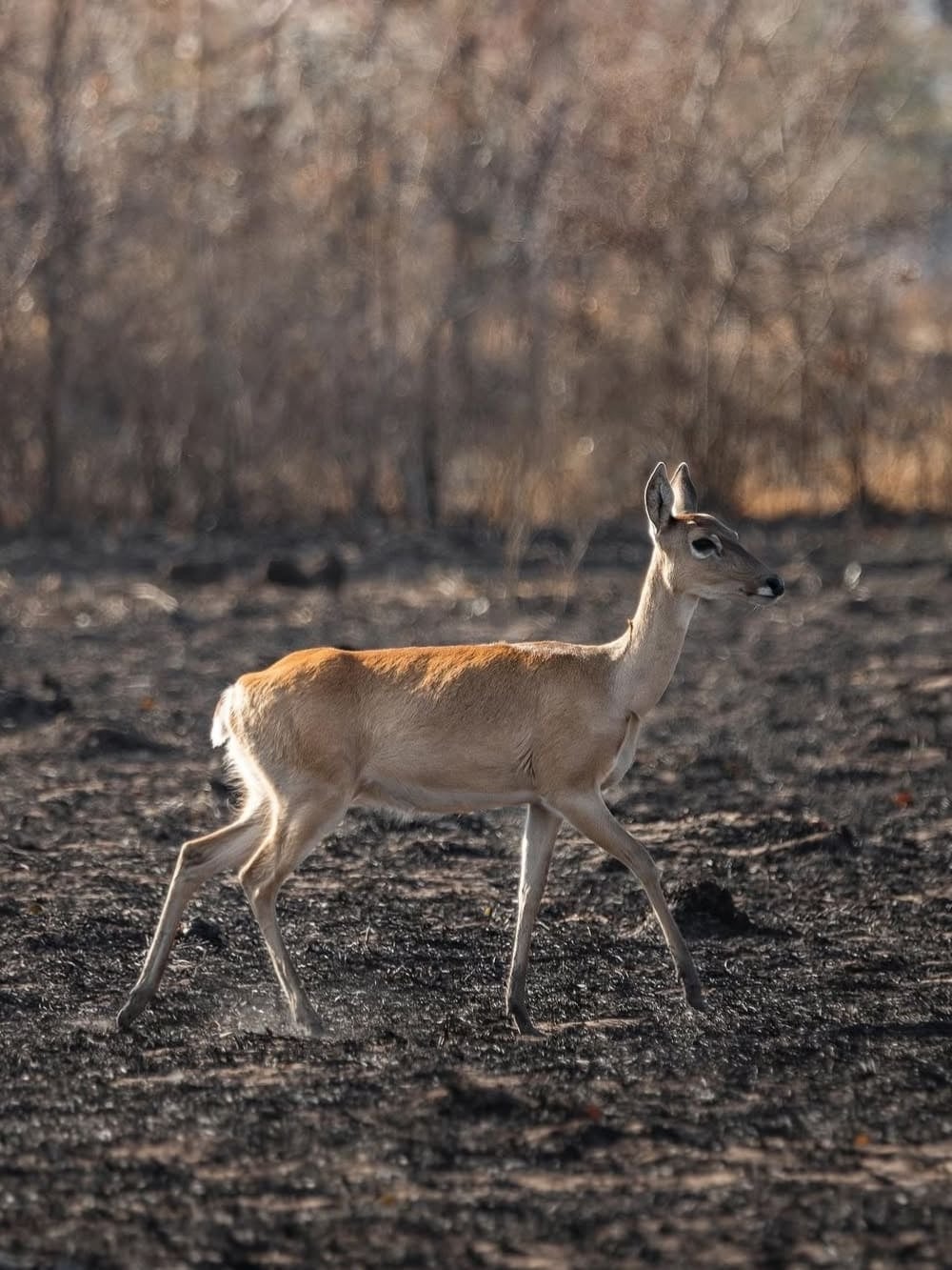 Un cerf des marais marchant à travers un champ noirci et brûlé après un incendie dans le Pantanal. Un cerf des marais marchant à travers un champ noirci et brûlé après un incendie dans le Pantanal.