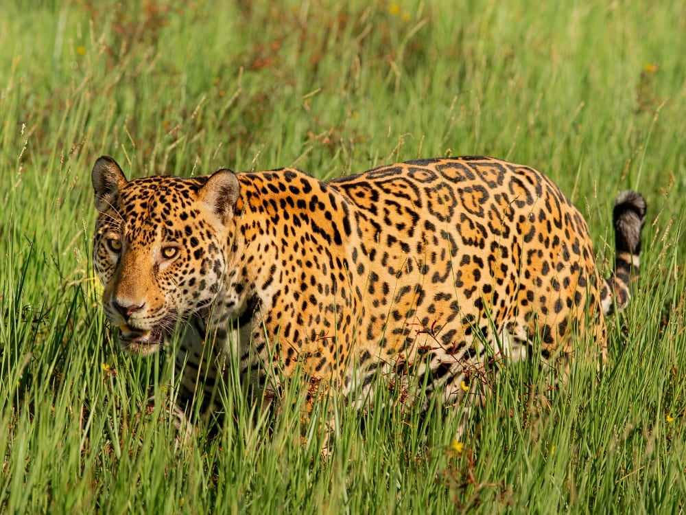Un jaguar tacheté marchant dans les hautes herbes vertes sous la lumière du soleil dans le Pantanal au Brésil. Un jaguar tacheté marchant dans les hautes herbes vertes sous la lumière du soleil dans le Pantanal au Brésil.