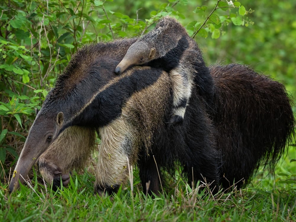 Un fourmilier géant traversant un champ herbeux portant son petit sur son dos dans les zones humides du Pantanal. Un fourmilier géant traversant un champ herbeux portant son petit sur son dos dans les zones humides du Pantanal.