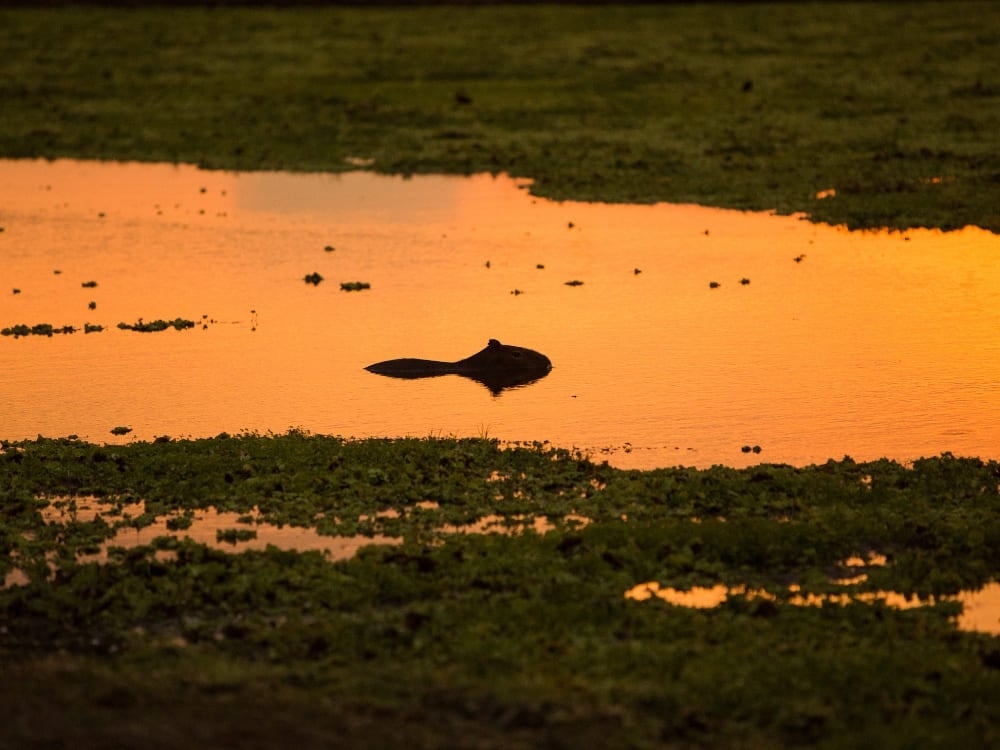 Un capybara nageant dans une rivière illuminée par la lumière dorée du crépuscule, une scène montrant la vie aquatique du Pantanal. Un capybara nageant dans une rivière illuminée par la lumière dorée du crépuscule, une scène montrant la vie aquatique du Pantanal.