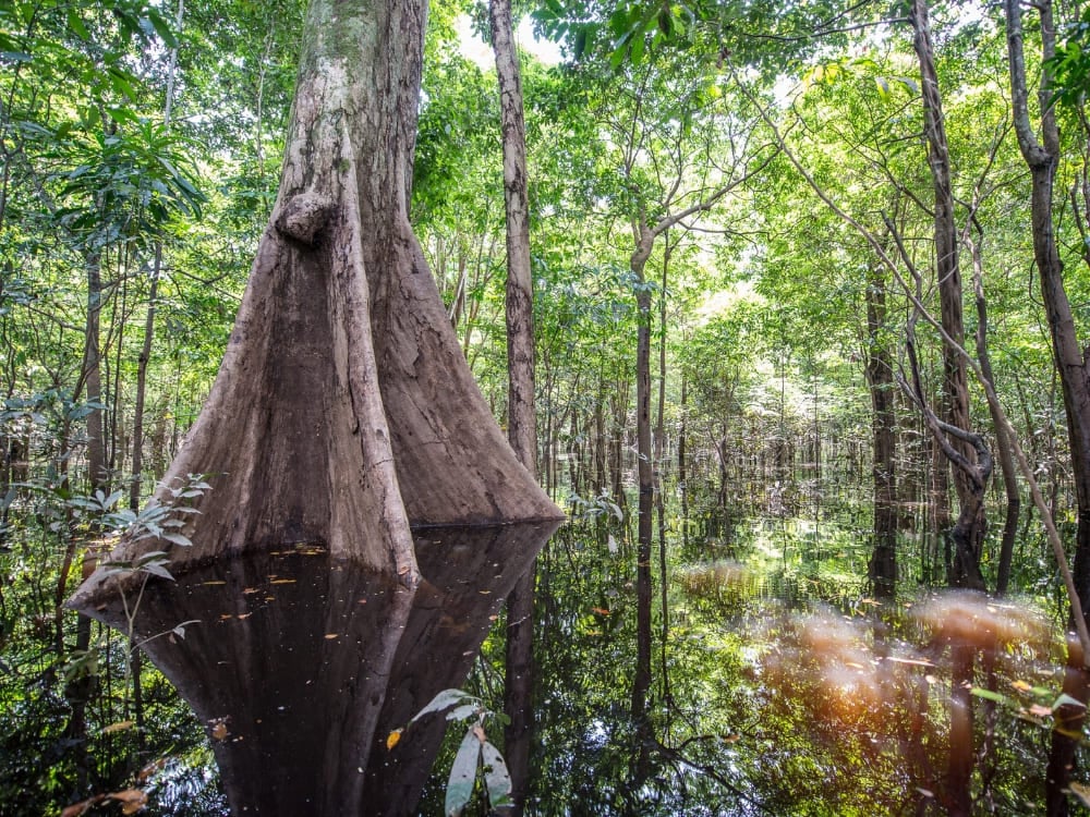 Grote Samauma-boom met plankwortels ondergedompeld in het donkere water van het overstroomde Amazonewoud. Grote Samauma-boom met plankwortels ondergedompeld in het donkere water van het overstroomde Amazonewoud.