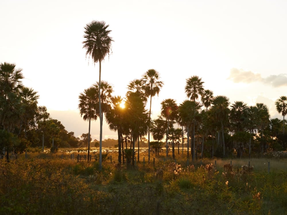 Pôr do sol cênico com palmeiras, paisagem típica para quem escolhe o roteiro do Pantanal do sul. Pôr do sol cênico com palmeiras, paisagem típica para quem escolhe o roteiro do Pantanal do sul.