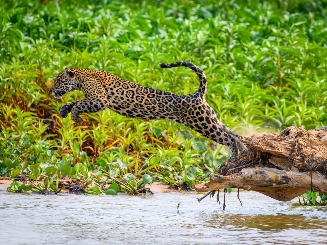 Ein Jaguar streift durch die Feuchtgebiete des Pantanals in Brasilien Ein Jaguar streift durch die Feuchtgebiete des Pantanals in Brasilien