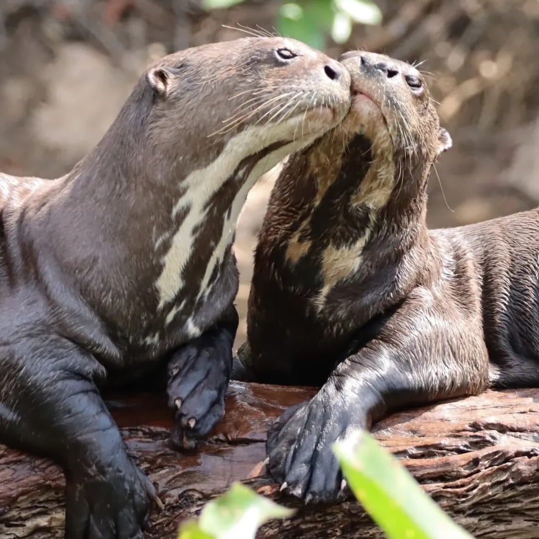 Duas ariranhas descansam bem próximas uma da outra sobre um tronco de madeira em seu habitat aquático natural. Duas ariranhas descansam bem próximas uma da outra sobre um tronco de madeira em seu habitat aquático natural.