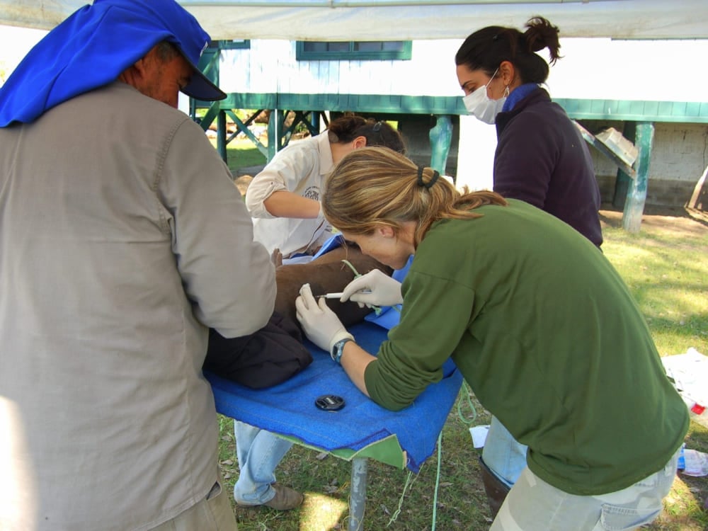 Uma equipe de pesquisadores examina cuidadosamente uma ariranha em uma mesa médica azul como parte de um projeto de monitoramento da vida selvagem. Uma equipe de pesquisadores examina cuidadosamente uma ariranha em uma mesa médica azul como parte de um projeto de monitoramento da vida selvagem.