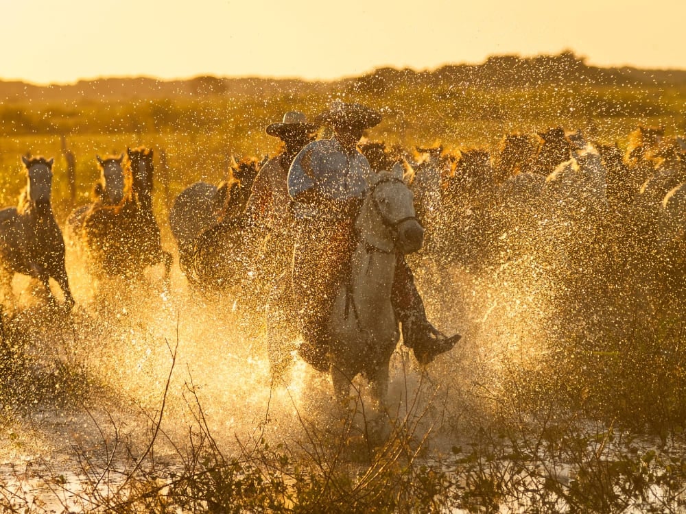 Pantaneiros a cavalo atravessando áreas alagadas, uma tradição cultural preservada nas fazendas do Pantanal sul. Pantaneiros a cavalo atravessando áreas alagadas, uma tradição cultural preservada nas fazendas do Pantanal sul.