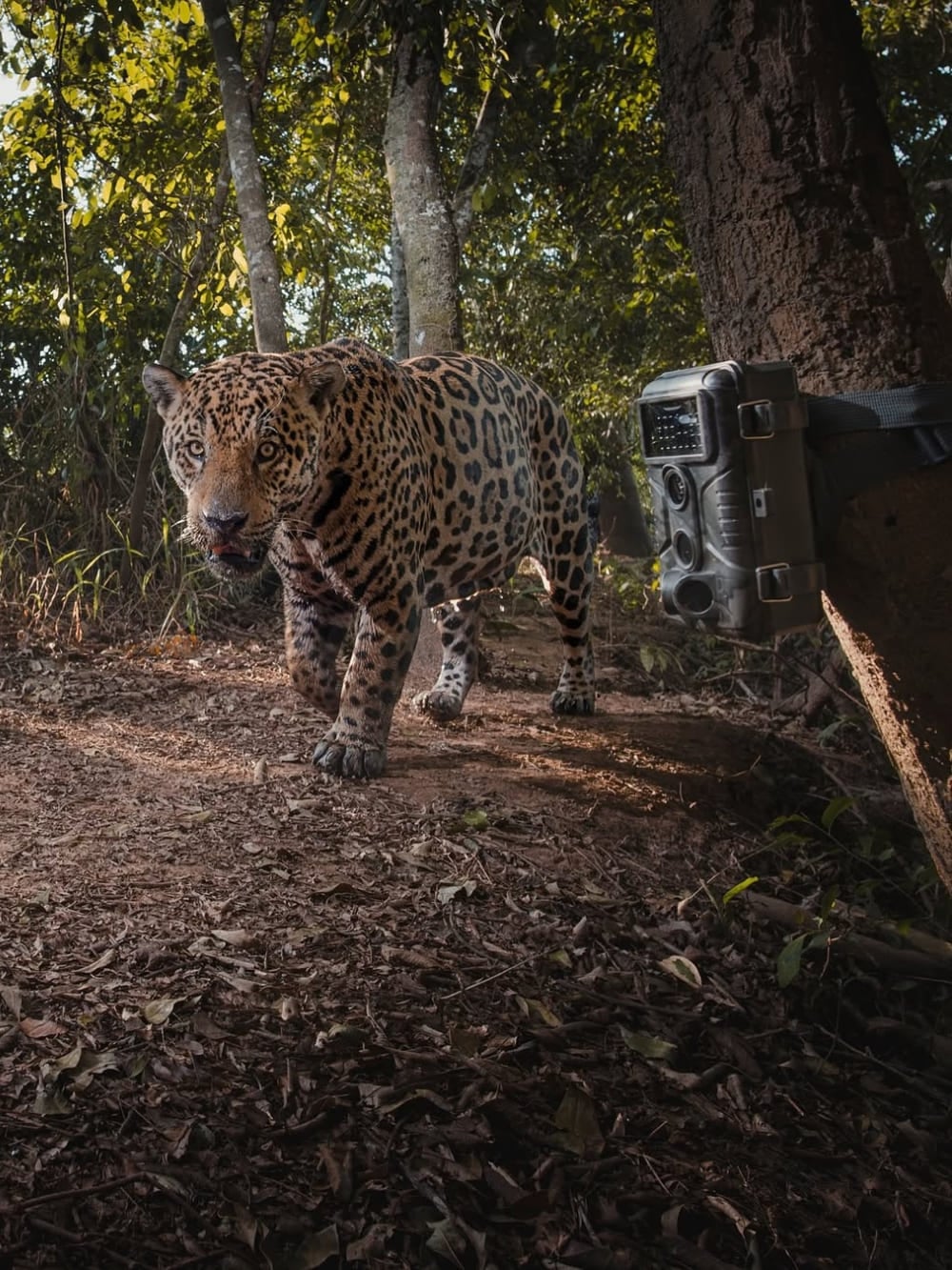 Uma grande onça-pintada passa por uma armadilha fotográfica ativada por movimento amarrada a uma árvore para o Projeto de Identificação de Onças-Pintadas. Uma grande onça-pintada passa por uma armadilha fotográfica ativada por movimento amarrada a uma árvore para o Projeto de Identificação de Onças-Pintadas.