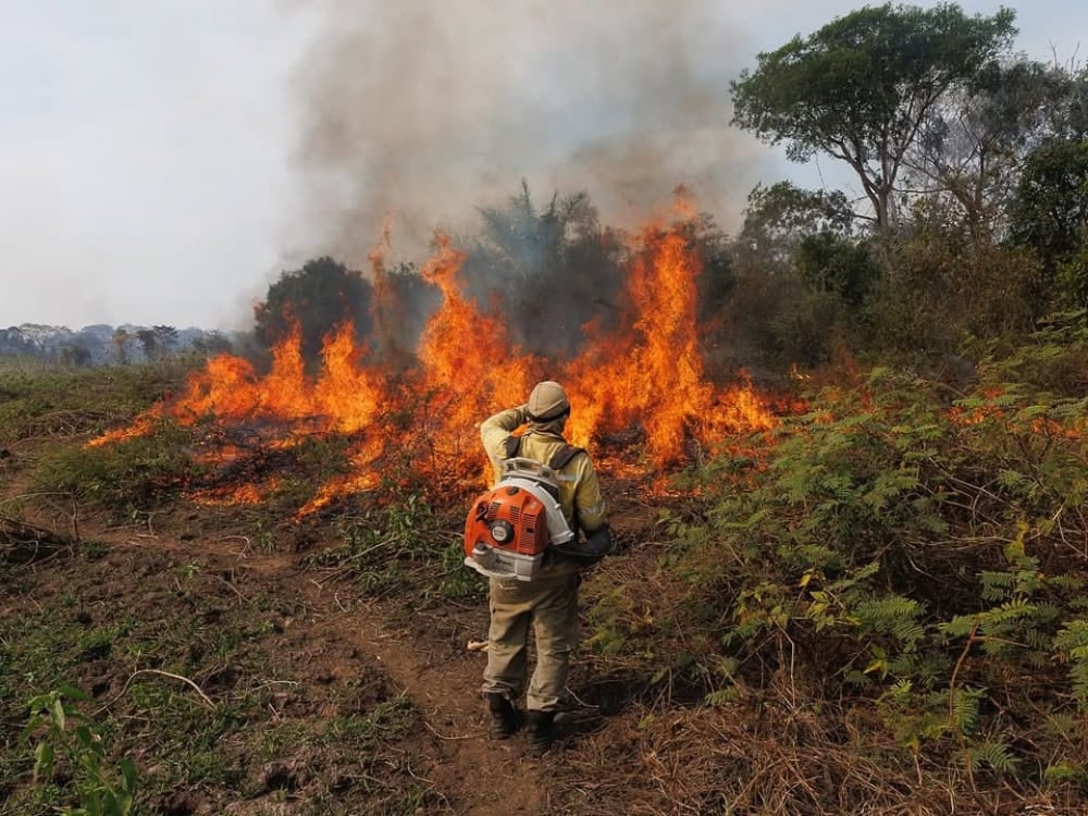 Um bombeiro equipado com um soprador trabalha para controlar as chamas durante um incêndio na vegetação do Pantanal. Um bombeiro equipado com um soprador trabalha para controlar as chamas durante um incêndio na vegetação do Pantanal.