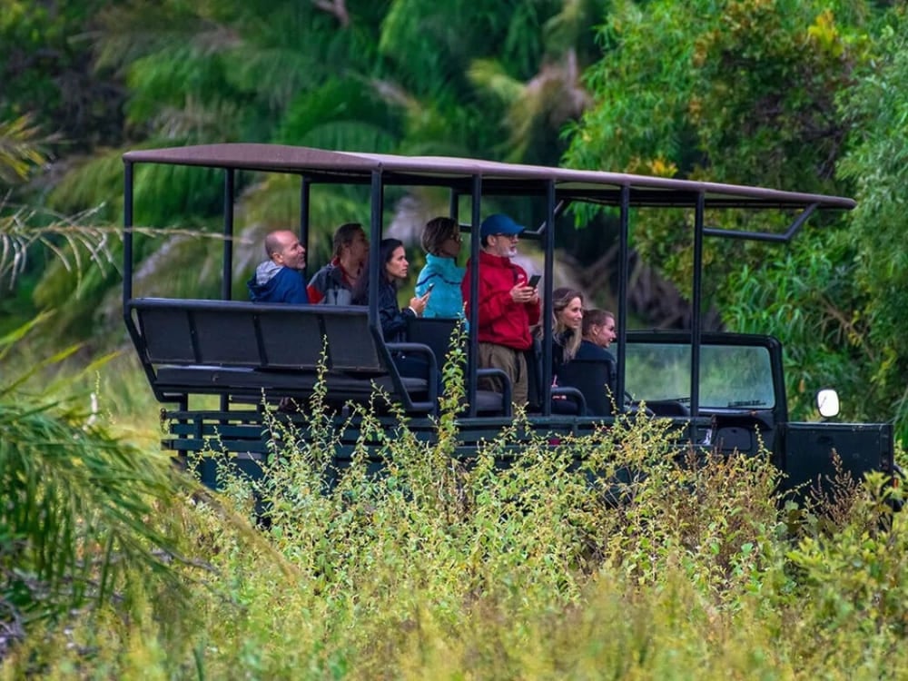 Turistas em caminhão de safári explorando as fazendas tradicionais e savanas do Pantanal sul. Turistas em caminhão de safári explorando as fazendas tradicionais e savanas do Pantanal sul.