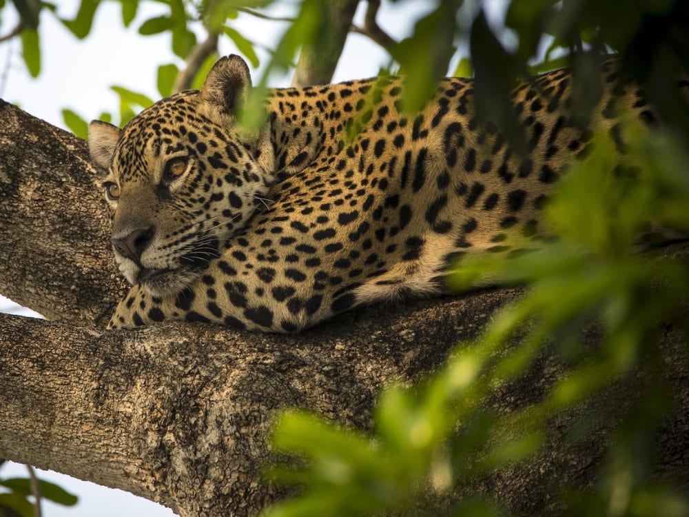 Close de onça-pintada descansando, o grande destaque para fotógrafos que visitam o Pantanal norte. Close de onça-pintada descansando, o grande destaque para fotógrafos que visitam o Pantanal norte.