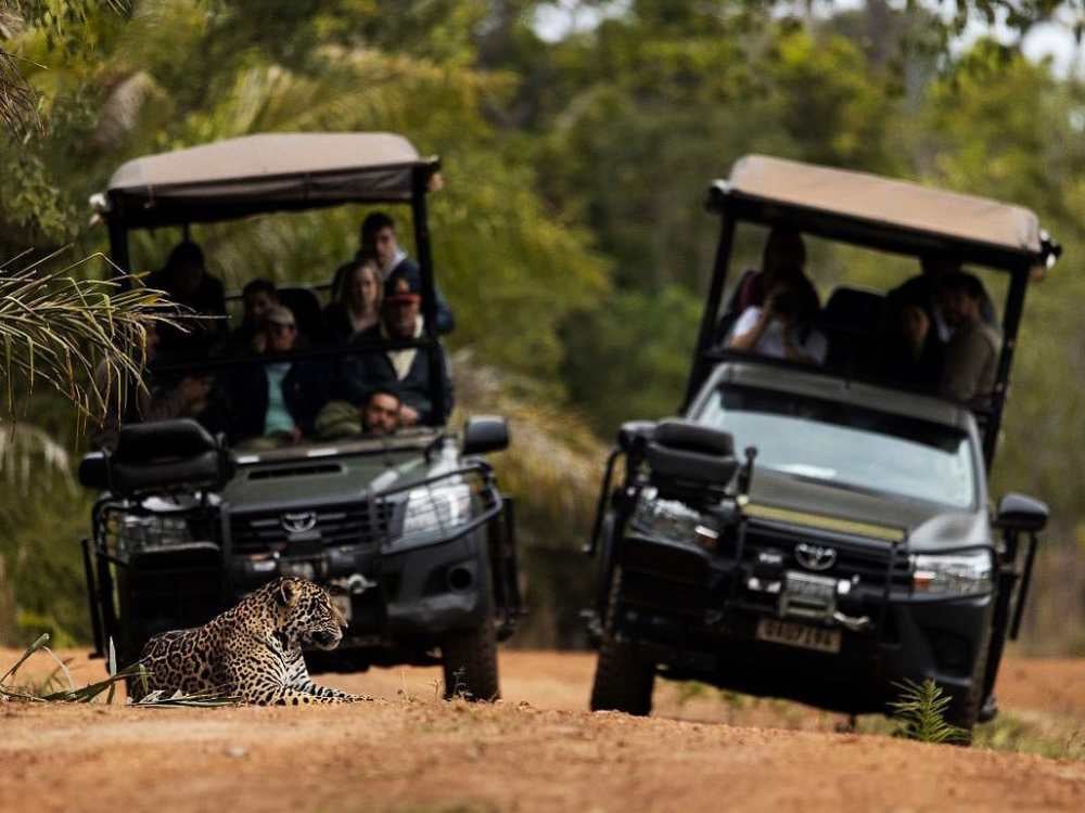 Zwei offene Safarifahrzeuge halten auf einer Schotterstraße, um einen Jaguar zu beobachten, der auf dem Boden liegt. Zwei offene Safarifahrzeuge halten auf einer Schotterstraße, um einen Jaguar zu beobachten, der auf dem Boden liegt.