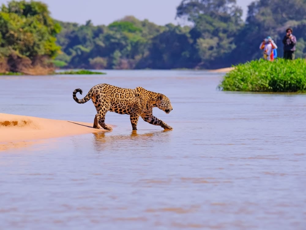 Ein Jaguar läuft am sandigen Ufer eines Flusses im Pantanal, Brasilien, entlang, während Touristen in einem entfernten Boot ihn beobachten und Fotos machen. Ein Jaguar läuft am sandigen Ufer eines Flusses im Pantanal, Brasilien, entlang, während Touristen in einem entfernten Boot ihn beobachten und Fotos machen.