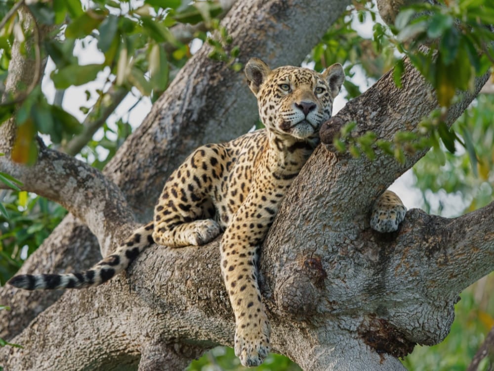 Een jaguar rustend op een boomtak in de Noordelijke Pantanal, geobserveerd tijdens het droge seizoen, wat de beste tijd is om de Pantanal te bezoeken voor grote katachtigen. Een jaguar rustend op een boomtak in de Noordelijke Pantanal, geobserveerd tijdens het droge seizoen, wat de beste tijd is om de Pantanal te bezoeken voor grote katachtigen.
