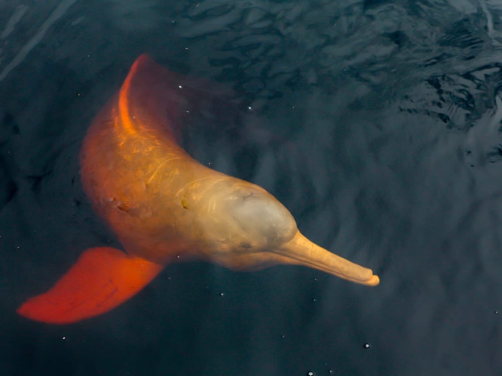 Un dauphin rose de l'Amazone avec sa peau rose distinctive nage juste en dessous de la surface de l'eau sombre, l'un des animaux du Brésil les plus aimés. Un dauphin rose de l'Amazone avec sa peau rose distinctive nage juste en dessous de la surface de l'eau sombre, l'un des animaux du Brésil les plus aimés.