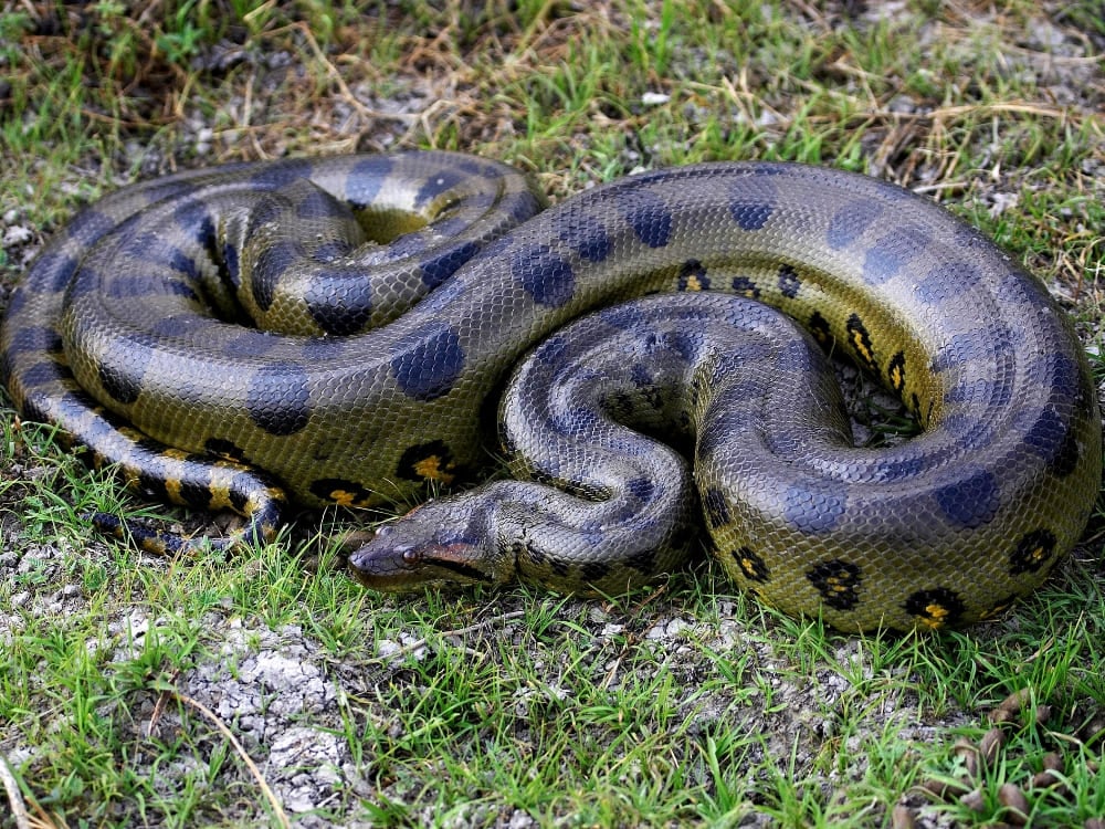 Un énorme anaconda avec des taches sombres s'enroule fermement sur l'herbe verte des zones humides, un géant des animaux du Brésil. Un énorme anaconda avec des taches sombres s'enroule fermement sur l'herbe verte des zones humides, un géant des animaux du Brésil.