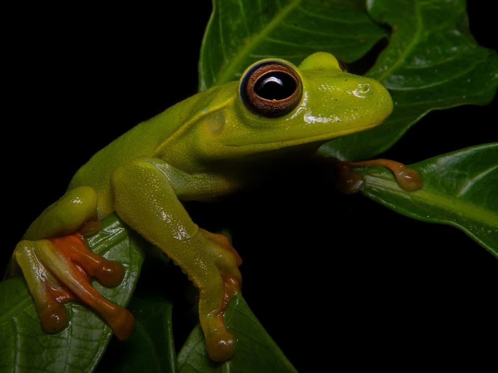 Une petite grenouille arboricole boana atlantica à la peau vert vif et aux grands yeux s'agrippe à une feuille verte, un trésor des animaux brésiliens. Une petite grenouille arboricole boana atlantica à la peau vert vif et aux grands yeux s'agrippe à une feuille verte, un trésor des animaux brésiliens.