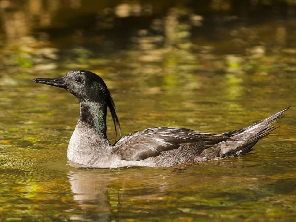 Un canard rare, le harle du Brésil, nage calmement dans une eau propre et transparente, l'un des plus rares animaux brésiliens. Un canard rare, le harle du Brésil, nage calmement dans une eau propre et transparente, l'un des plus rares animaux brésiliens.