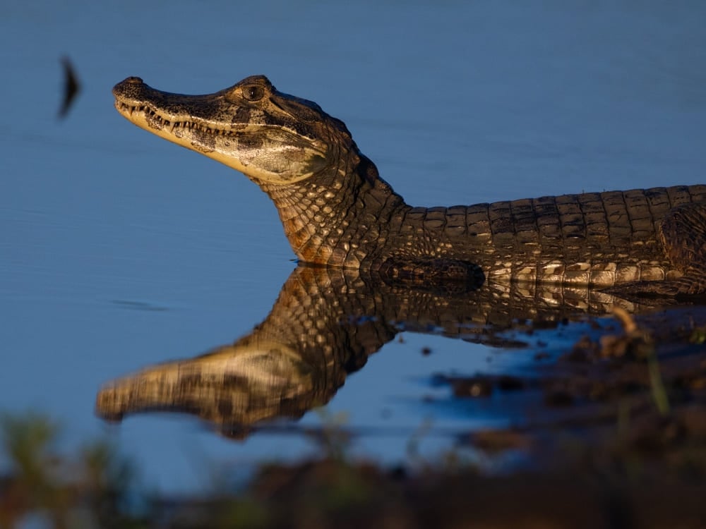 Un caïman yacare se repose dans une lagune boueuse avec la tête hors de l'eau, un exemple classique des animaux brésiliens. Un caïman yacare se repose dans une lagune boueuse avec la tête hors de l'eau, un exemple classique des animaux brésiliens.