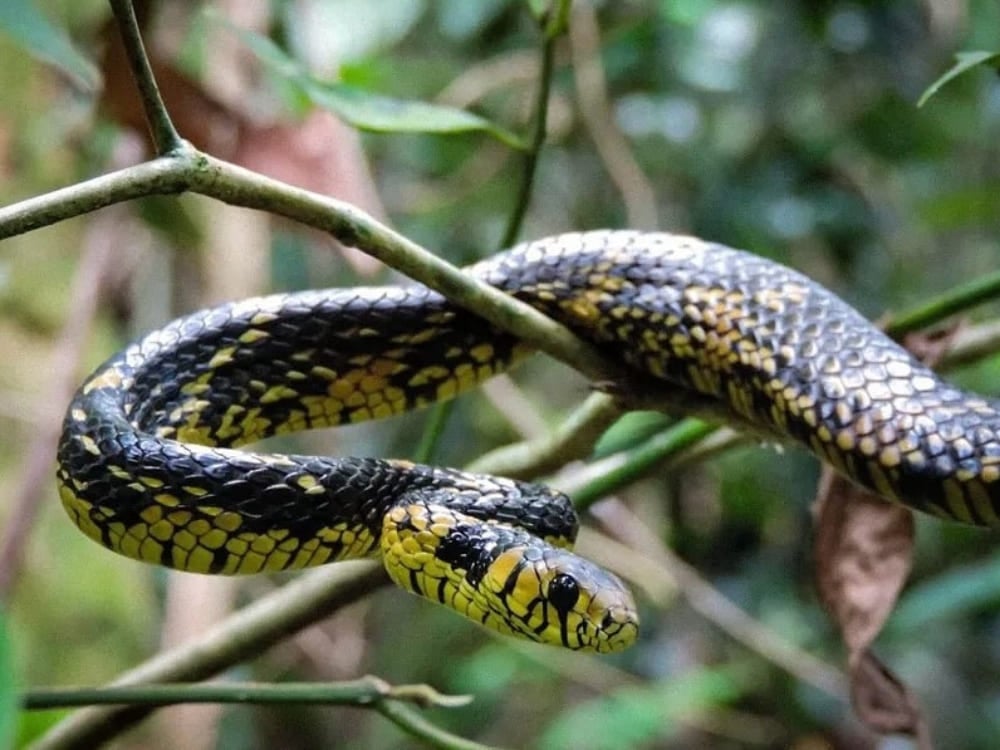 Un serpent caninana non venimeux aux écailles jaunes et noires frappantes rampe le long d'une fine branche d'arbre, un des animaux du Brésil. Un serpent caninana non venimeux aux écailles jaunes et noires frappantes rampe le long d'une fine branche d'arbre, un des animaux du Brésil.