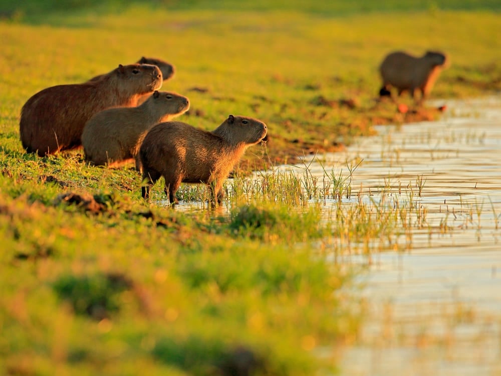 Un groupe de quatre capybaras, les plus grands rongeurs du monde, se tiennent ensemble sur une berge herbeuse à l'heure dorée de la faune du Brésil. Un groupe de quatre capybaras, les plus grands rongeurs du monde, se tiennent ensemble sur une berge herbeuse à l'heure dorée de la faune du Brésil.