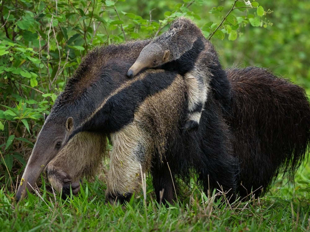 Un fourmilier géant marche dans l'herbe verte tout en portant son petit sur son dos, une vision unique de la faune du Brésil. Un fourmilier géant marche dans l'herbe verte tout en portant son petit sur son dos, une vision unique de la faune du Brésil.