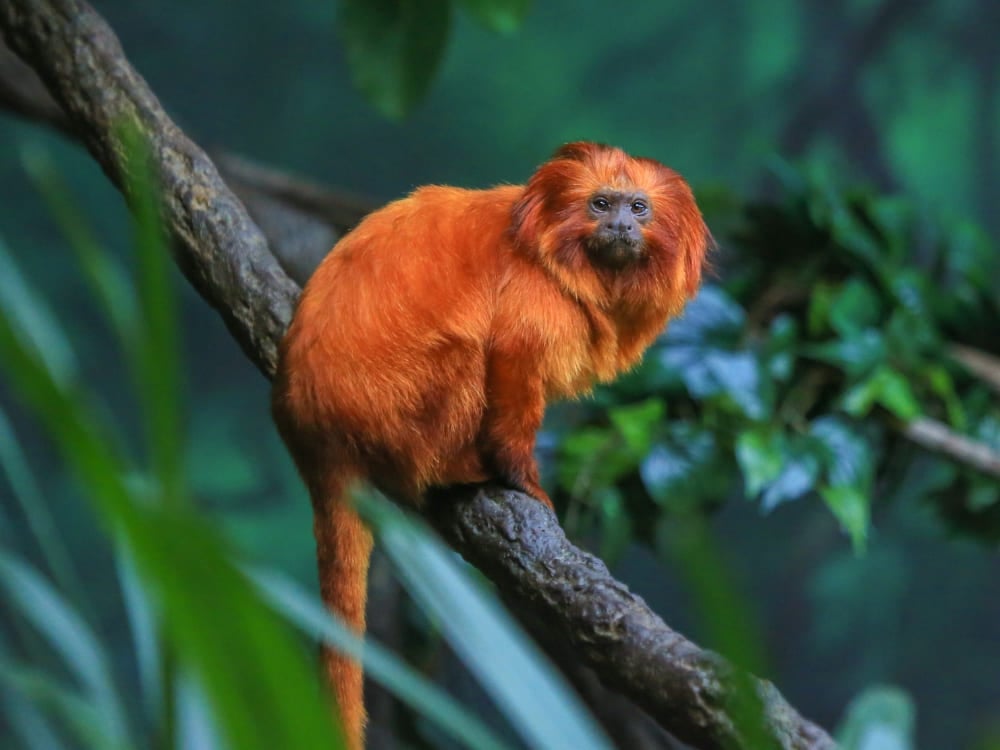 Un tamarin lion doré à la fourrure orange vif est perché sur une branche dans la forêt atlantique, représentant la faune du Brésil. Un tamarin lion doré à la fourrure orange vif est perché sur une branche dans la forêt atlantique, représentant la faune du Brésil.