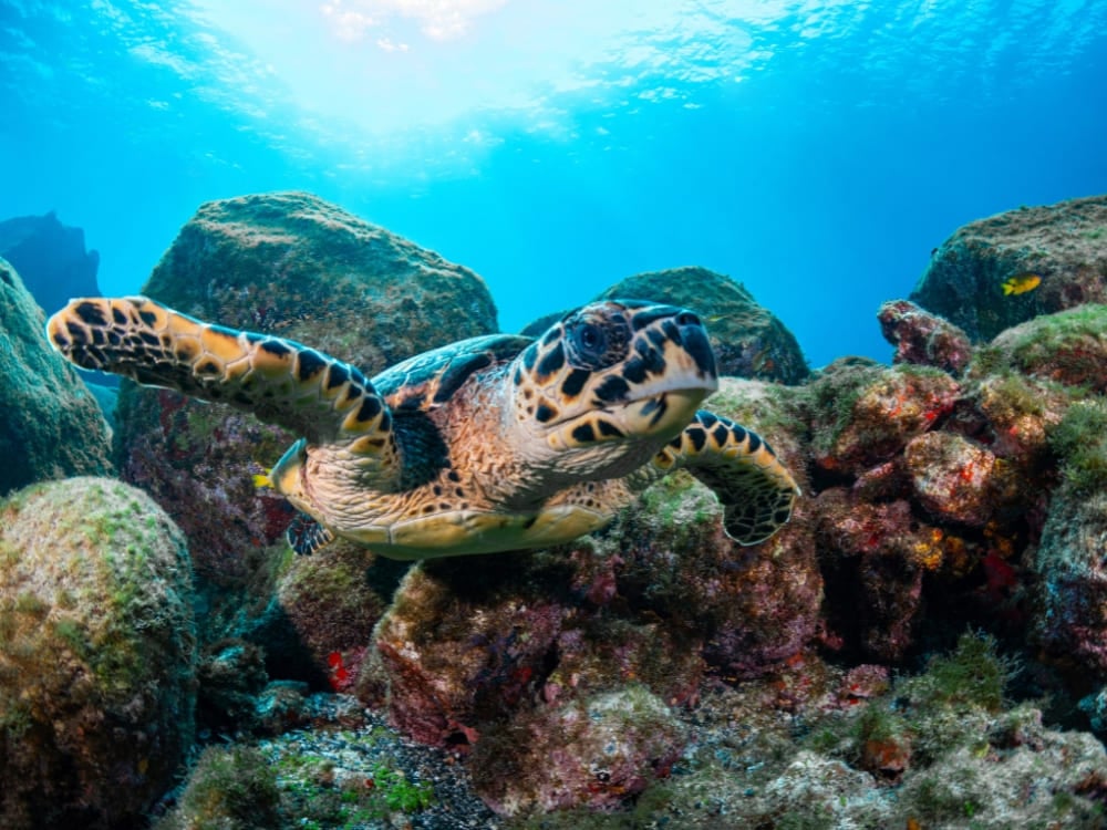 Une tortue imbriquée nage sous l'eau près d'un récif rocheux dans l'océan tropical, illustrant les animaux brésiliens aquatiques. Une tortue imbriquée nage sous l'eau près d'un récif rocheux dans l'océan tropical, illustrant les animaux brésiliens aquatiques.