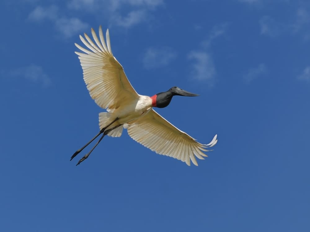 Un grand jabiru avec un corps blanc, une tête noire et un collier rouge vole dans un ciel bleu clair, illustrant la beauté des animaux du Brésil. Un grand jabiru avec un corps blanc, une tête noire et un collier rouge vole dans un ciel bleu clair, illustrant la beauté des animaux du Brésil.
