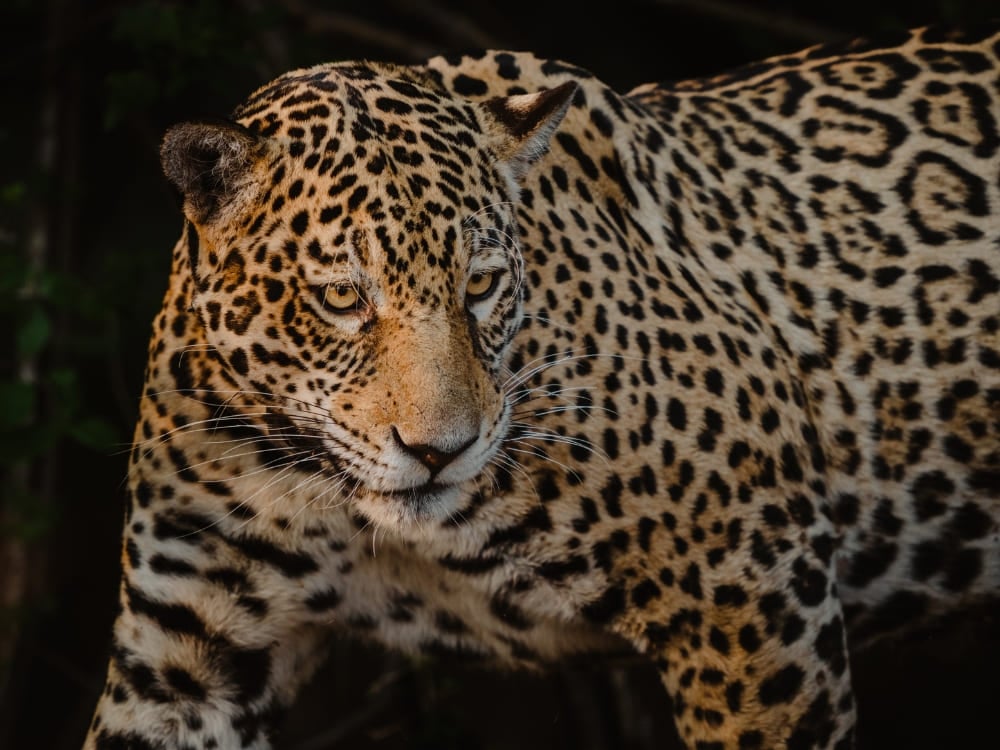 Un féroce jaguar au pelage jaune orangé et aux rosettes noires rôde dans l'obscurité, un symbole de la faune du Brésil. Un féroce jaguar au pelage jaune orangé et aux rosettes noires rôde dans l'obscurité, un symbole de la faune du Brésil.