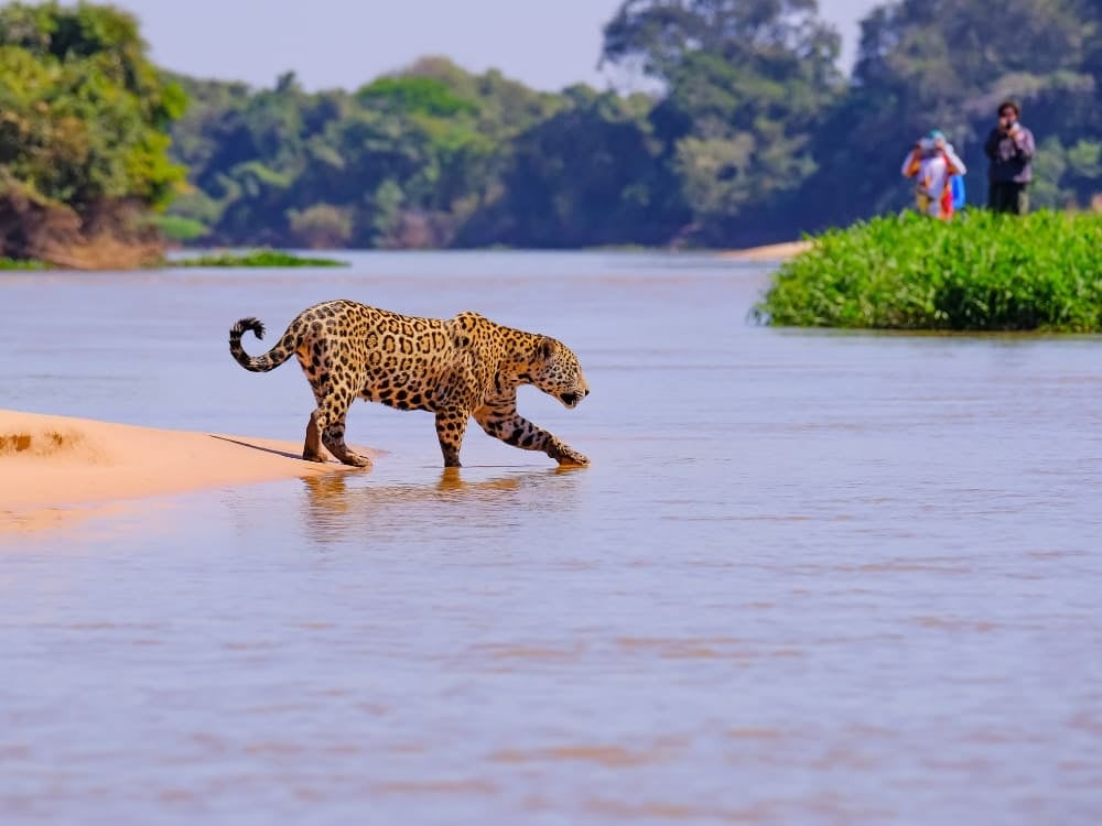 Ein Jaguar läuft vorsichtig durch das flache Wasser eines Flusses, während Touristen ihn während einer Pantanal Tour vom Flussufer aus beobachten. Ein Jaguar läuft vorsichtig durch das flache Wasser eines Flusses, während Touristen ihn während einer Pantanal Tour vom Flussufer aus beobachten.